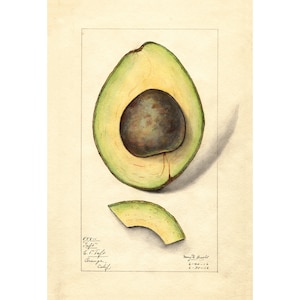 Pomological Watercolor Collection : Avocado (c. 1886-1916) - Giclee Fine Art Print - Framed/Unframed/Canvas