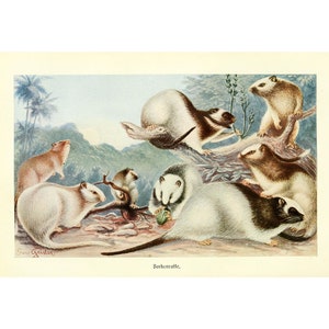 RAT - Antique Lithograph by Alfred Brehm - Giclee Print - Framed/Unframed