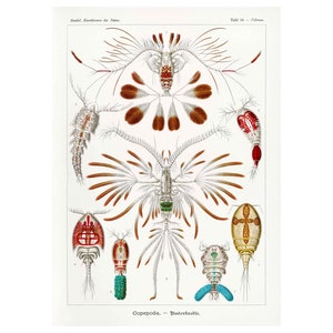 Ernst Haeckel - Art Forms in Nature : Copepoda (1904) - Giclee Fine Art Print- Framed/Unframed/Canvas