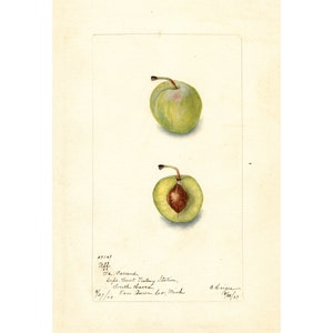May include: A watercolour painting of a green plum, with a second plum cut in half to show the seed inside. The painting is on cream-coloured paper with handwritten text that reads: "49369 uff da. Parrand, Sup's. Trent Iseting Station, South Barre, 8/27/03 Van Buren ler, Mich A brigu 7/28/03"