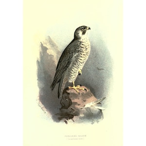 PEREGRINE FALCON - Antique Lithograph - Giclee Print - Framed/Unframed