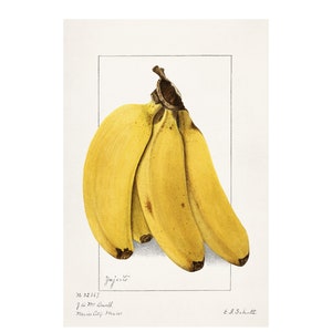 Pomological Watercolor Collection : Banana (c. 1886-1916) - Giclee Fine Art Print - Framed/Unframed/Canvas