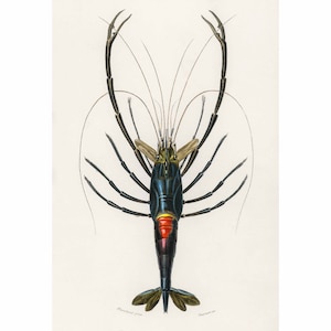 Crimson Crawfish - Stampa Vintage di Charles Dessalines D&#39; Orbigny - A2/A3/A4 Incorniciato/Senza cornice