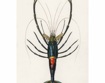 Crimson Crawfish - Vintagetryck av Charles Dessalines D' Orbigny - A2/A3/A4 Inramad/Oramad