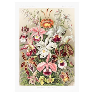 Ernst Haeckel - Formas de arte en la naturaleza: Orchideae Denusblumen (1904) - Impresión artística Giclée - Enmarcada/Sin marco/Lienzo