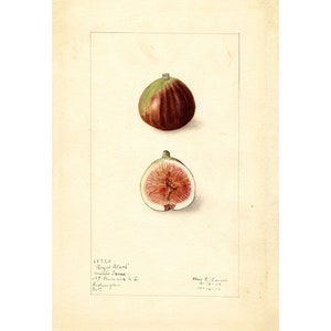 Pomological Watercolor Collection : Figs (c. 1886-1916) - Giclee Fine Art Print - Framed/Unframed/Canvas