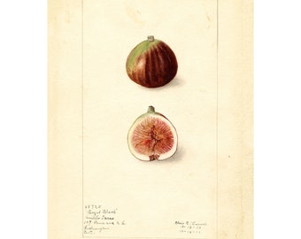 Pomological Watercolor Collection : Figs (c. 1886-1916) - Giclee Fine Art Print - Framed/Unframed/Canvas
