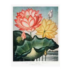 HEILIGE ÄGYPTISCHE BOHNE - Antike Lithographie von Robert Thornton (1807) - Gerahmt/Ungerahmt