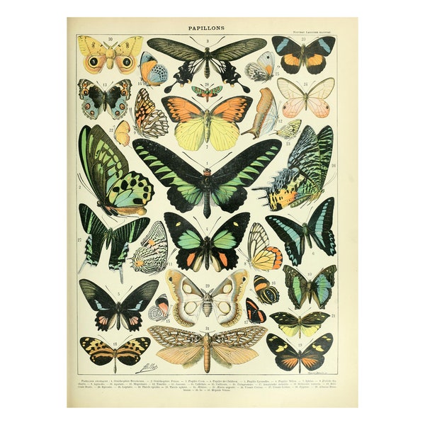 BUTTERFLIES Vintage Lithograph - A4/A3 Framed/Unframed