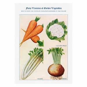 Carrots, Celery, Cauliflower, Celeriac Vintage Giclee Print - Framed/Unframed