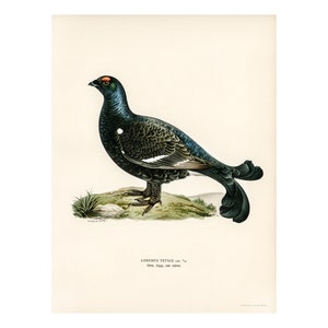 Black Grouse Fine Art Print - Antique Lithograph from 1927 - A3/A4 Framed/Unframed