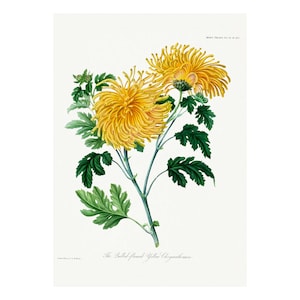 Chrysanthemums - Antique Lithograph - Giclee Print - Framed/Unframed