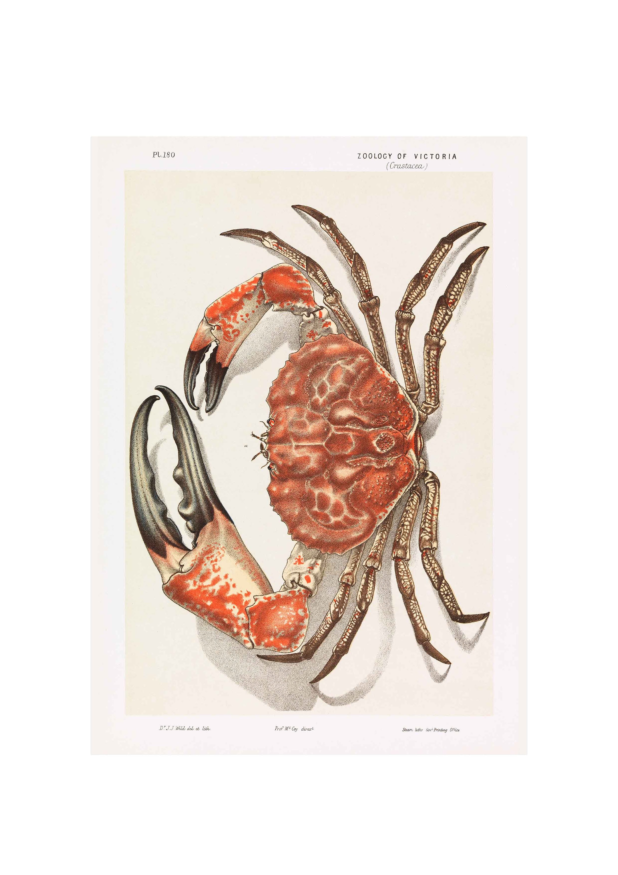 Vintage Tasmanian Giant Crab Giclee Art Print - A4/A3/A2 Framed