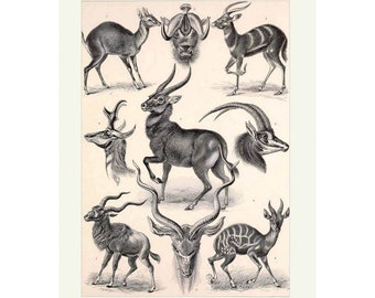 Antelope - Antique Lithograph by Ernst Haeckel - Giclee Print - Framed/Unframed/Canvas