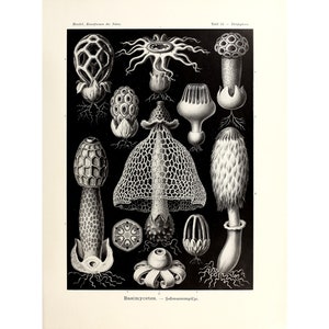 Ernst Haeckel - Formas de arte en la naturaleza: Basimycetes - Hongos esponja (1904) - Impresión artística Giclée - Enmarcada/Sin marco/Lienzo