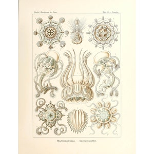 Ernst Haeckel - Formas de arte en la naturaleza: Narcomedusae - Spangenquallen (1904) - Impresión artística Giclée - Enmarcada/Sin marco/Lienzo