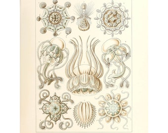 Medusas - Antique Lithograph by Ernst Haeckel - Giclee Print - Framed/Unframed/Canvas