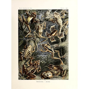 Ernst Haeckel - Formas de arte en la naturaleza: Batrachia - Frösche (1904) - Impresión giclée de bellas artes - Enmarcada/Sin marco/Lienzo