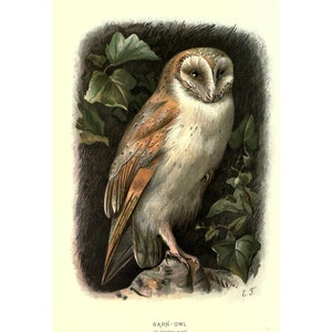 BARN OWL - Antique Lithograph - Giclee Print - Framed/Unframed