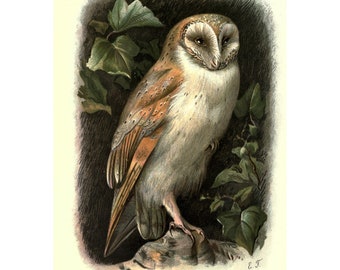 May include: A detailed illustration of a barn owl perched on a branch with green leaves. The owl has a white face with black eyes and a brown body with white spots. The text "BARN-OWL (1/3 NATURAL SIZE)" is printed below the image.