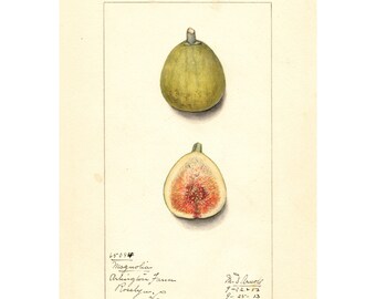 Pomologische aquarelcollectie: vijgen (ca. 1886-1916) - Fine-art gicleedruk - ingelijst/ingelijst/canvas