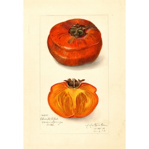 Pomological Watercolor Collection : Persimmon (c. 1886-1916) - Giclee Fine Art Print - Framed/Unframed/Canvas