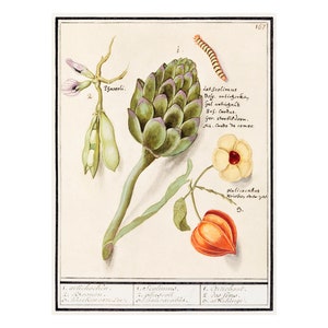 Artisjok, tuinbonen, physalis - Antieke lithografie - Gicleeprint - ingelijst/ingelijst
