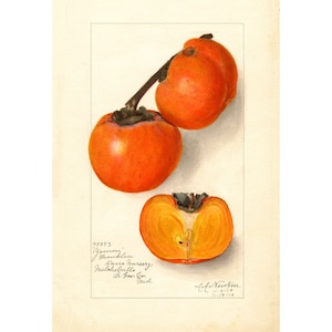 Pomological Watercolor Collection : Persimmon (c. 1886-1916) - Giclee Fine Art Print - Framed/Unframed/Canvas