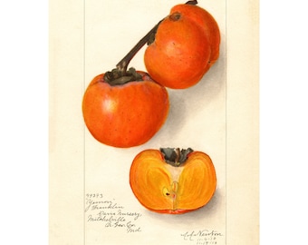 Pomological Watercolor Collection : Persimmon (c. 1886-1916) - Giclee Fine Art Print - Framed/Unframed/Canvas