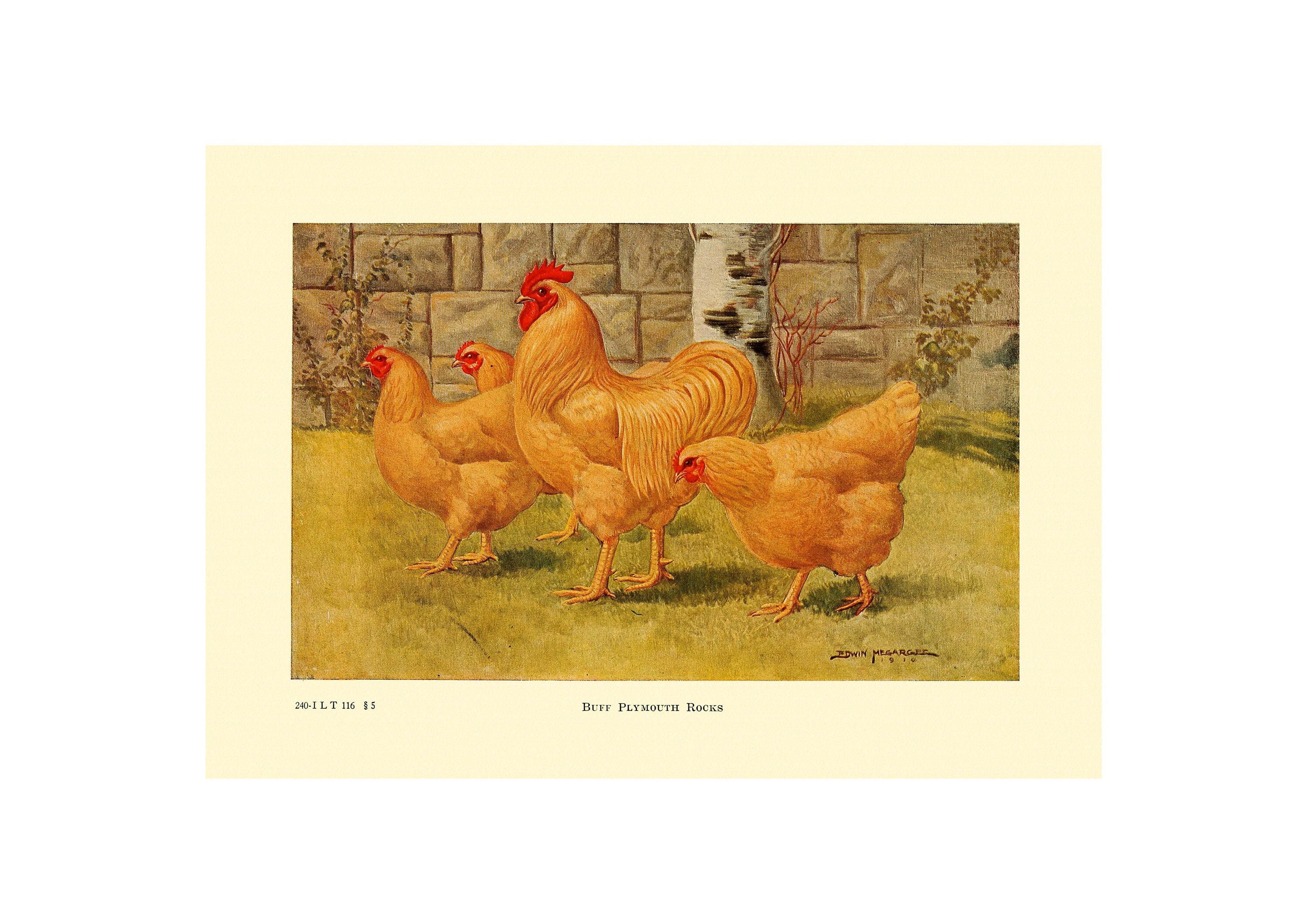 BUFF PLYMOUTH ROCK - Vintage Lithograph - Giclee Print - Framed ...
