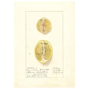 Pomological Watercolor Collection : Lemon (c. 1886-1916) - Giclee Fine Art Print - Framed/Unframed/Canvas