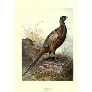 PHEASANT - Antique Lithograph - Giclee Print - Framed/Unframed
