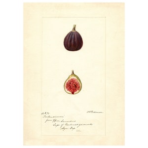 FIGS - Antique Lithograph - Giclee Print - Framed/Unframed
