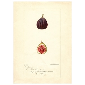 FIGS - Antique Lithograph - Giclee Print - Framed/Unframed