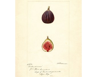 Pomological Watercolor Collection : Figs (c. 1886-1916) - Giclee Fine Art Print - Framed/Unframed/Canvas