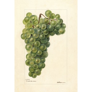 Pomological Watercolor Collection : Grapes (c. 1886-1916) - Giclee Fine Art Print - Framed/Unframed/Canvas