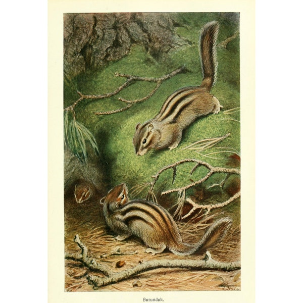 CHIPMUNK - Antique Lithograph by Alfred Brehm - Giclee Print - Framed/Unframed