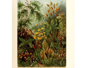 May include: A vintage botanical illustration of various types of moss, including a close-up of a green moss with small, brown capsules. The illustration is titled "Muscinae - Laubmoose" and is part of a larger collection of botanical illustrations.