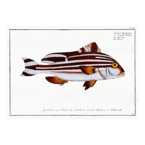 Warna Fish - Antique Lithograph - Giclee Print - Framed/Unframed