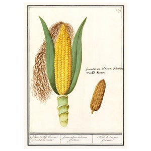 Corn - Antique Lithograph - Giclee Print - Framed/Unframed