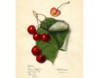 CHERRY - Antique Lithograph - Giclee Print - Framed/Unframed