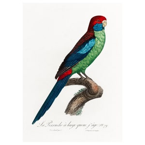 Broad-Tailed Parrot Giclee Fine Art Print - Framed/Unframed