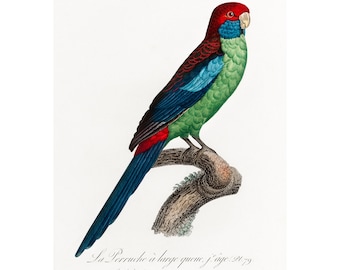 Broad-Tailed Parrot Giclee Fine Art Print - Framed/Unframed