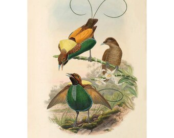 May include: An antique botanical illustration of three birds of paradise. The birds feature vibrant colors, including orange, green, and brown. The illustration includes the text "Diphyllodes Speciosa."