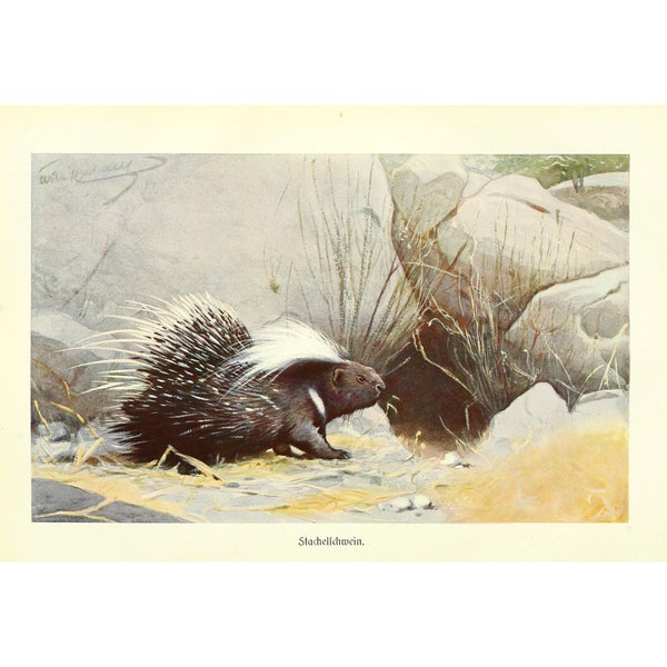 PORCUPINE - Antique Lithograph by Alfred Brehm - Giclee Print - Framed/Unframed