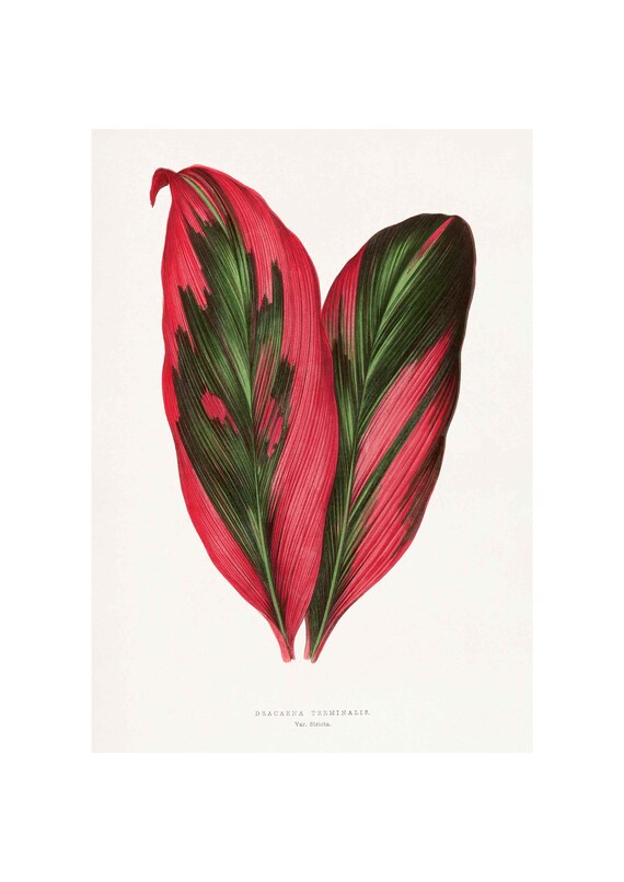 calathea kerchoveana Maranta leuconeura var. kerchoveana