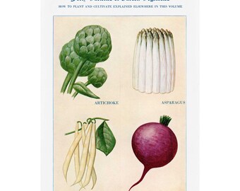 May include: An illustration of four different vegetables: artichoke, asparagus, beans, and beet. The image is from a vintage book titled "Forty Varieties of Garden Vegetables".