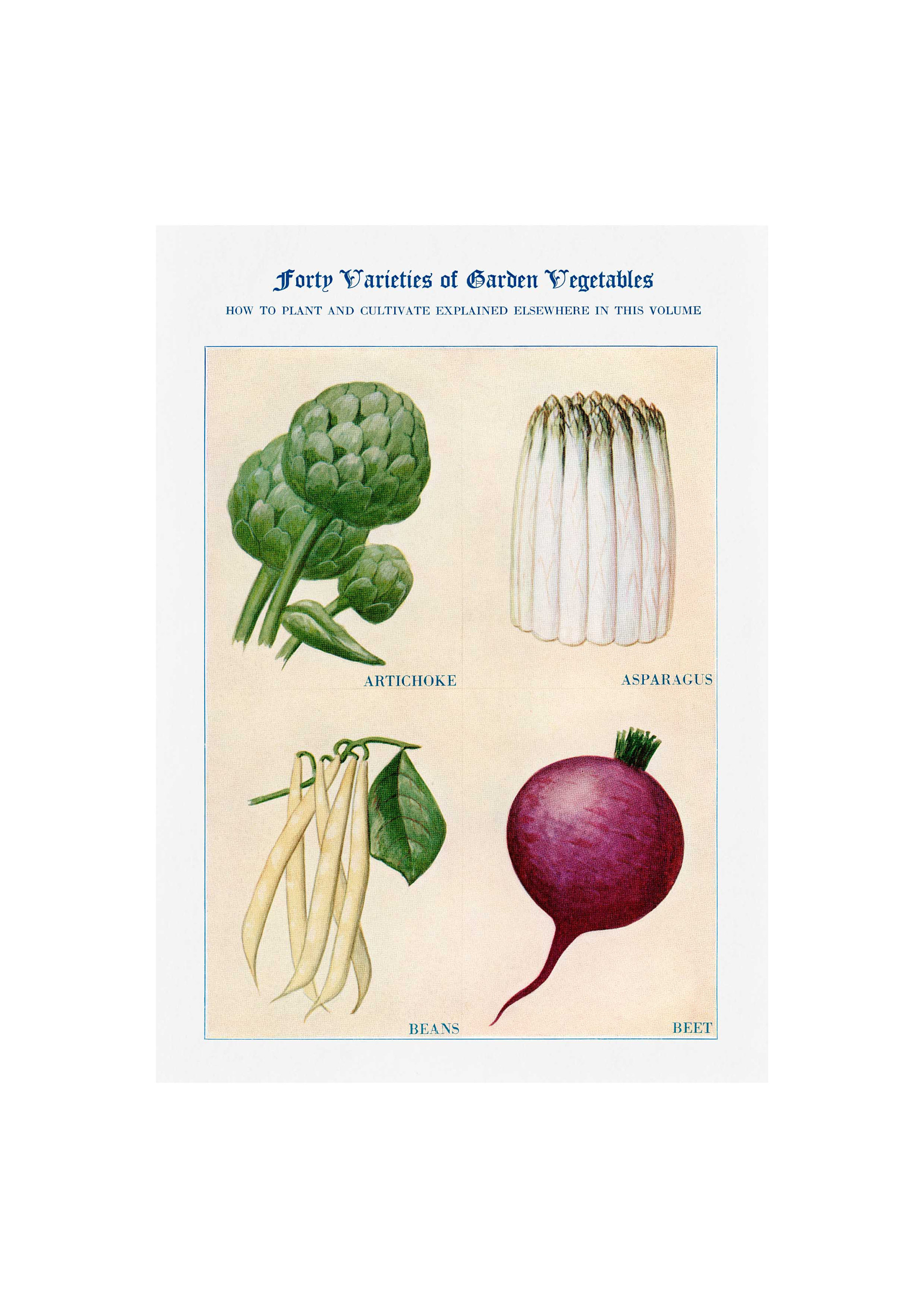 Carciofo, Asparagi, Fagioli e Barbabietola - Vintage Giclee Print - Incorniciato/Non Incorniciato