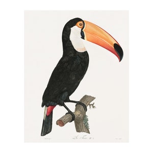 Toucan - Antique Lithograph by Jacques Barraband c. 1806- Giclee Print - Framed/Unframed