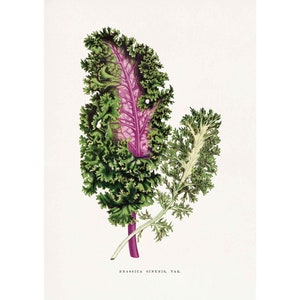 May include: A close-up of a purple-stemmed kale plant with green leaves. The text "BRASSICA SINENSIS, VAR." is printed below the plant.